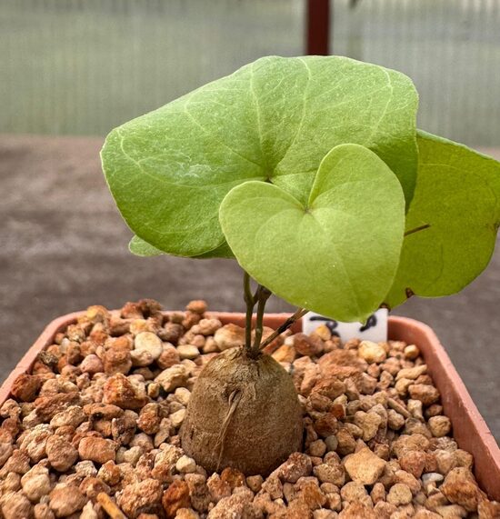 DIOSCOREA ELEPHANTIPES STĀDIŅŠ